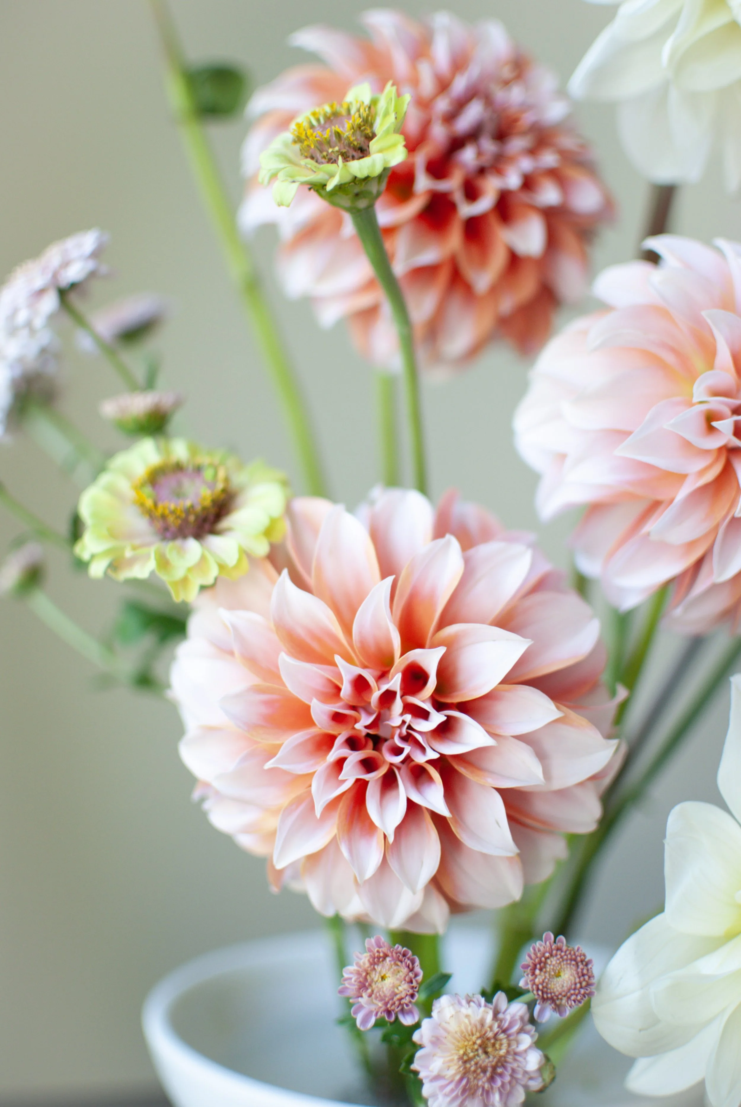 Close-up of a variety of colorful dahlias and other flowers in a white vase.