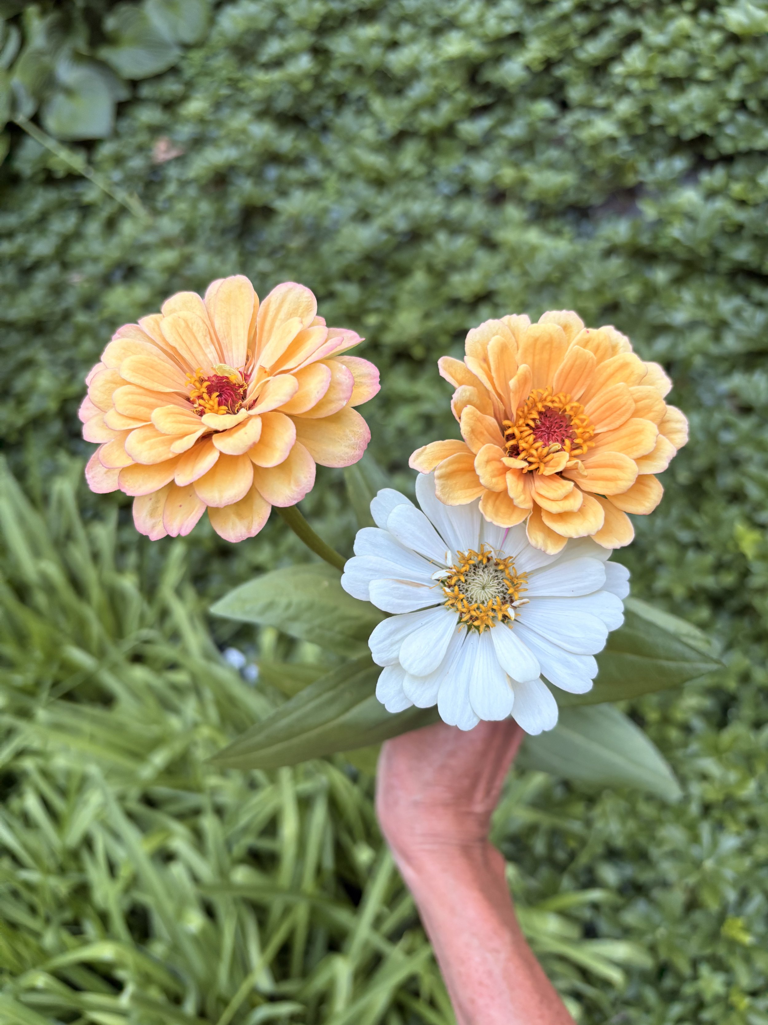 pattyflower2.jpg