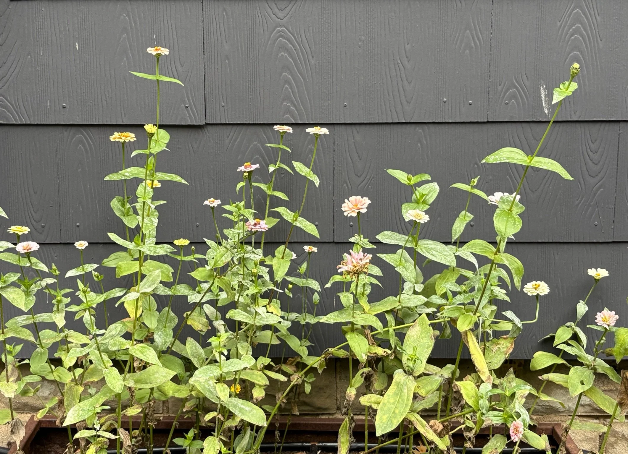 Creating a Basil Bouquet