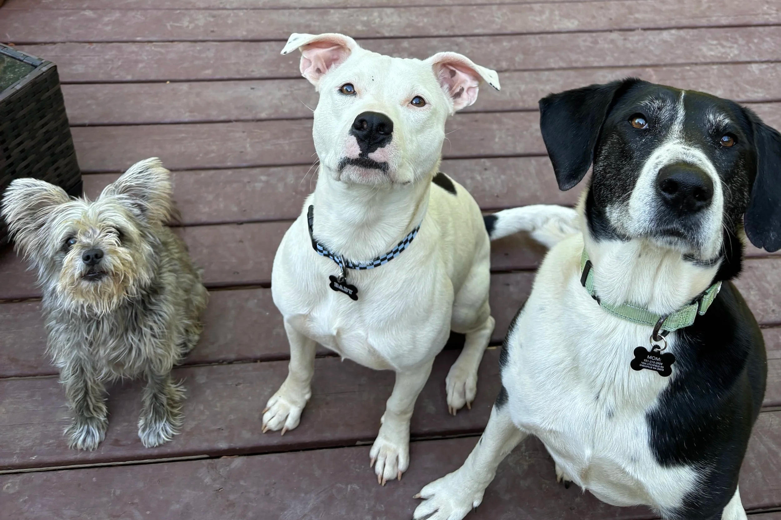 three dogs nomad Nirvana Book club Metro ATL