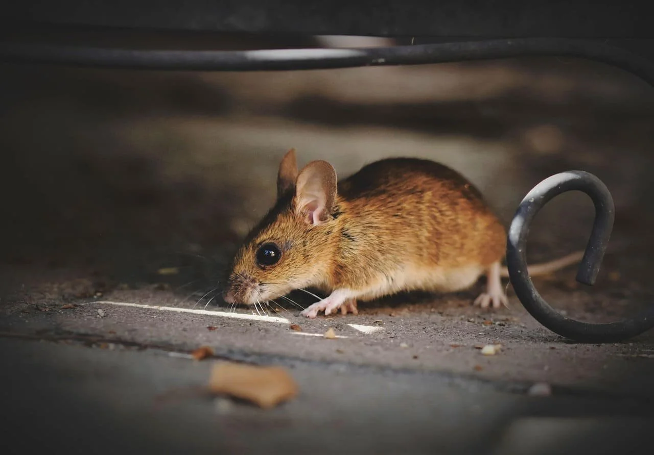 A small brown mouse under a metal piece, possibly a furniture leg, on a concrete surface.