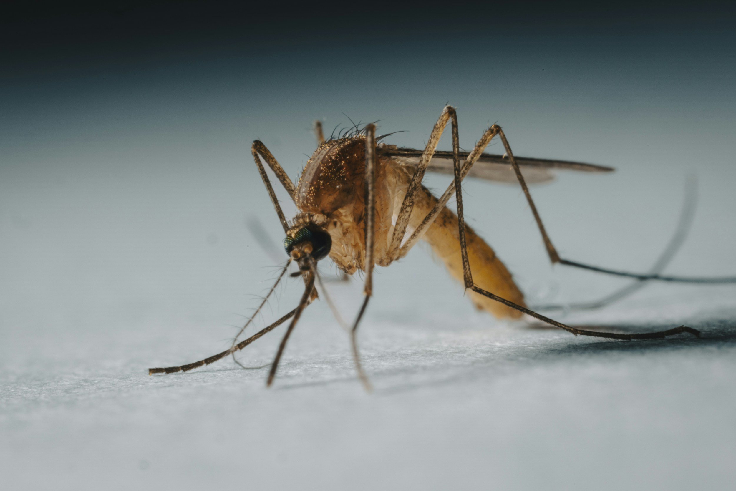 Close-up of a mosquito on a surface.