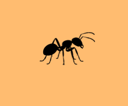 Silhouette of a black ant on a light orange background.