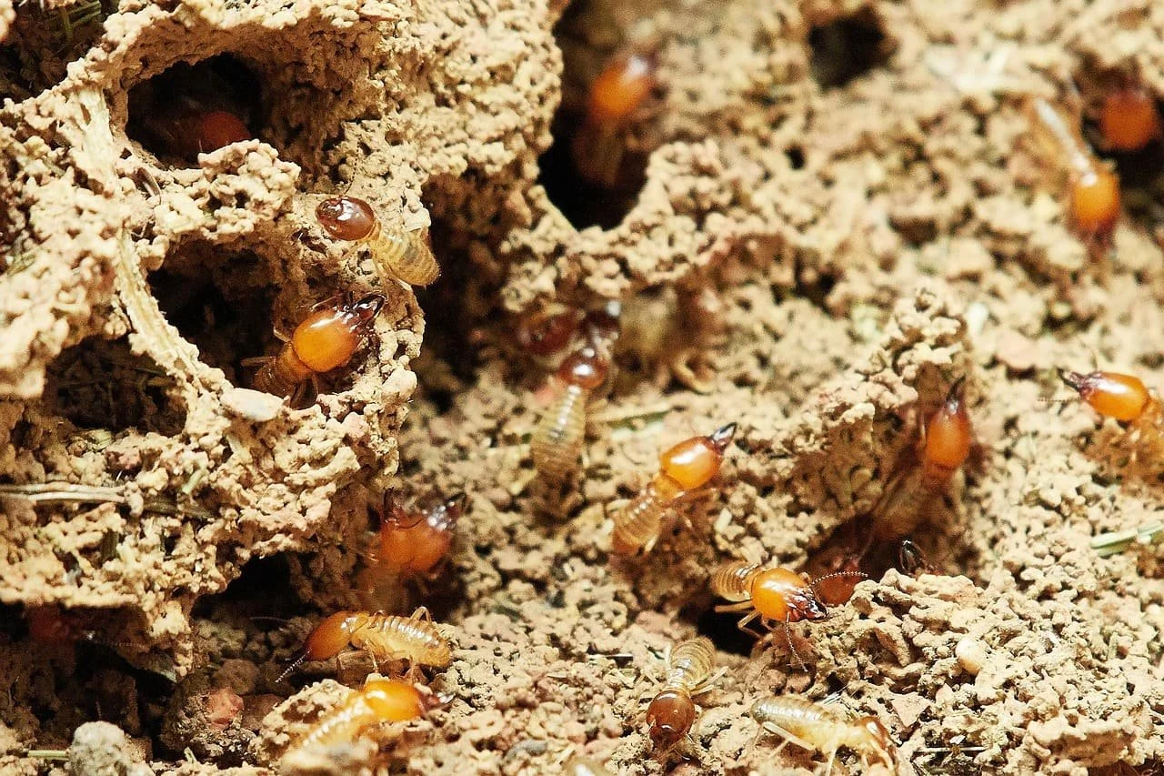 Close-up of soil with numerous small, orange-brown termites and termite tunnel entrances.