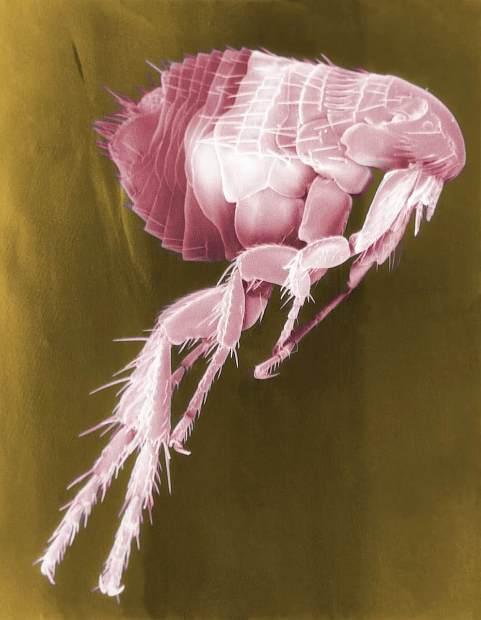 Colorized scanning electron microscope image of a dust mite
