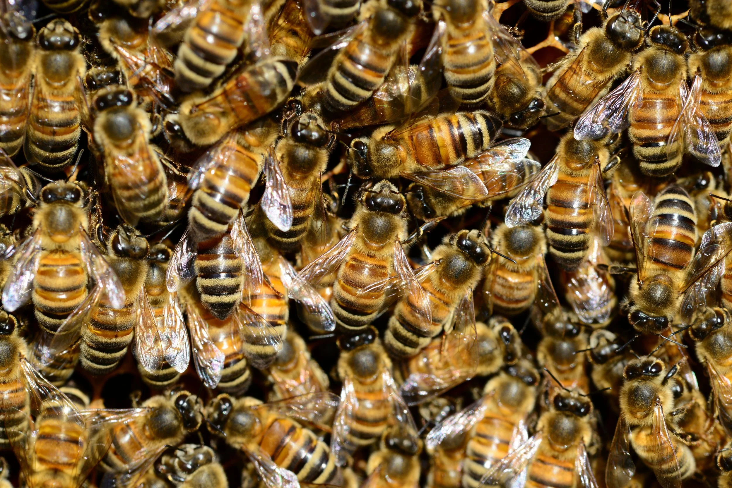 Close-up of a dense cluster of honey bees with translucent wings and fuzzy, striped bodies.