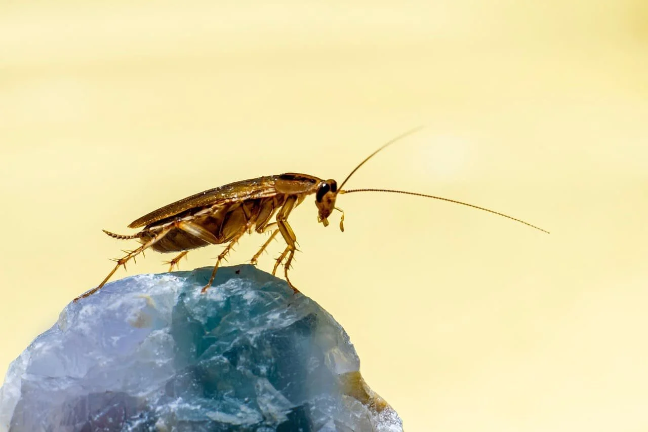 Close-up of a small brown cockroach standing on a glassy, semi-transparent blue stone against a pale yellow background.