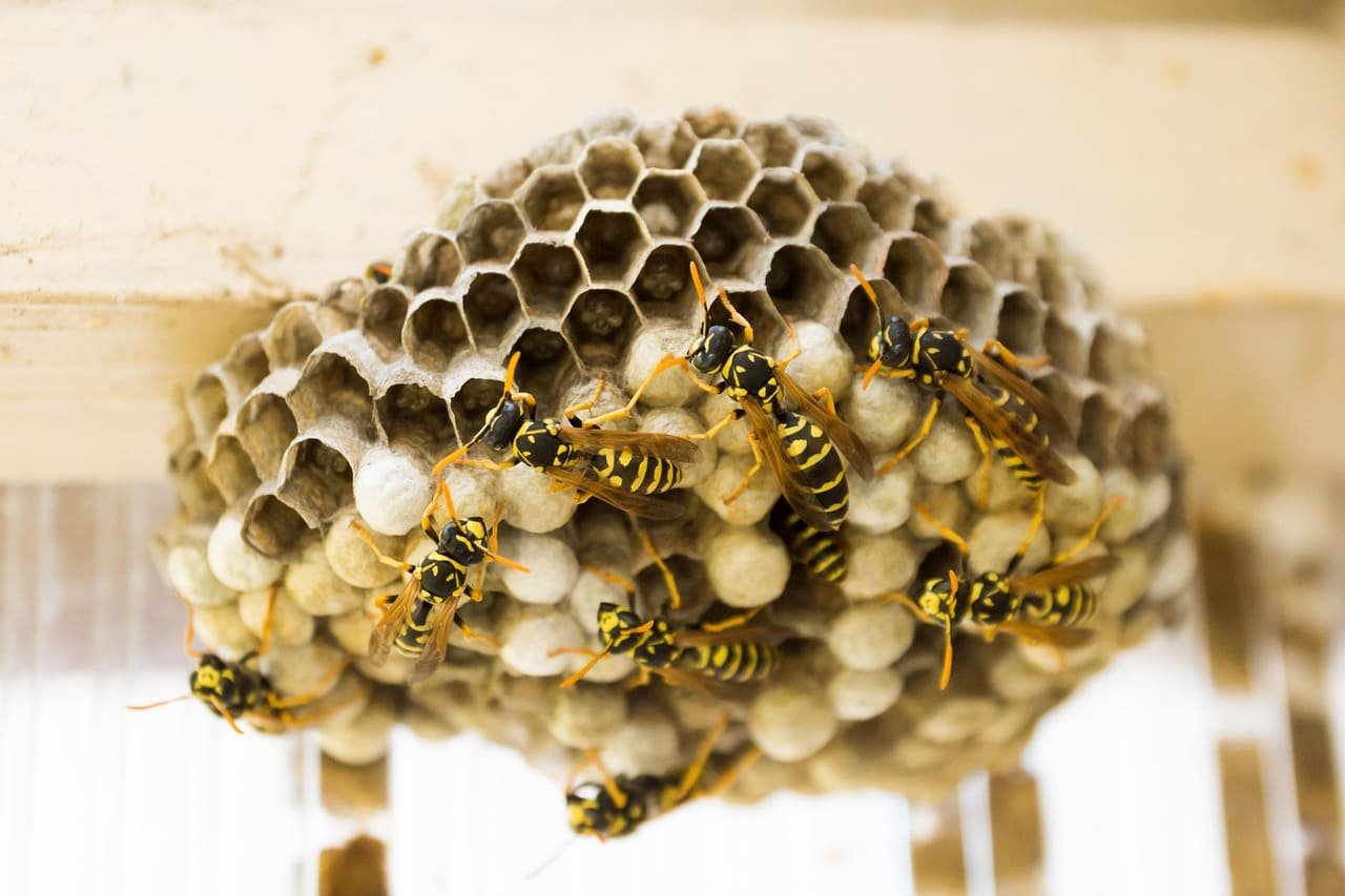 A wasp nest with multiple wasps outside the hive.
