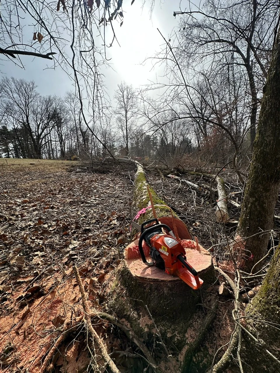 A chainsaw resting on a freshly cut tree stump in a clearing, with fallen branches and a wooded area in the background.