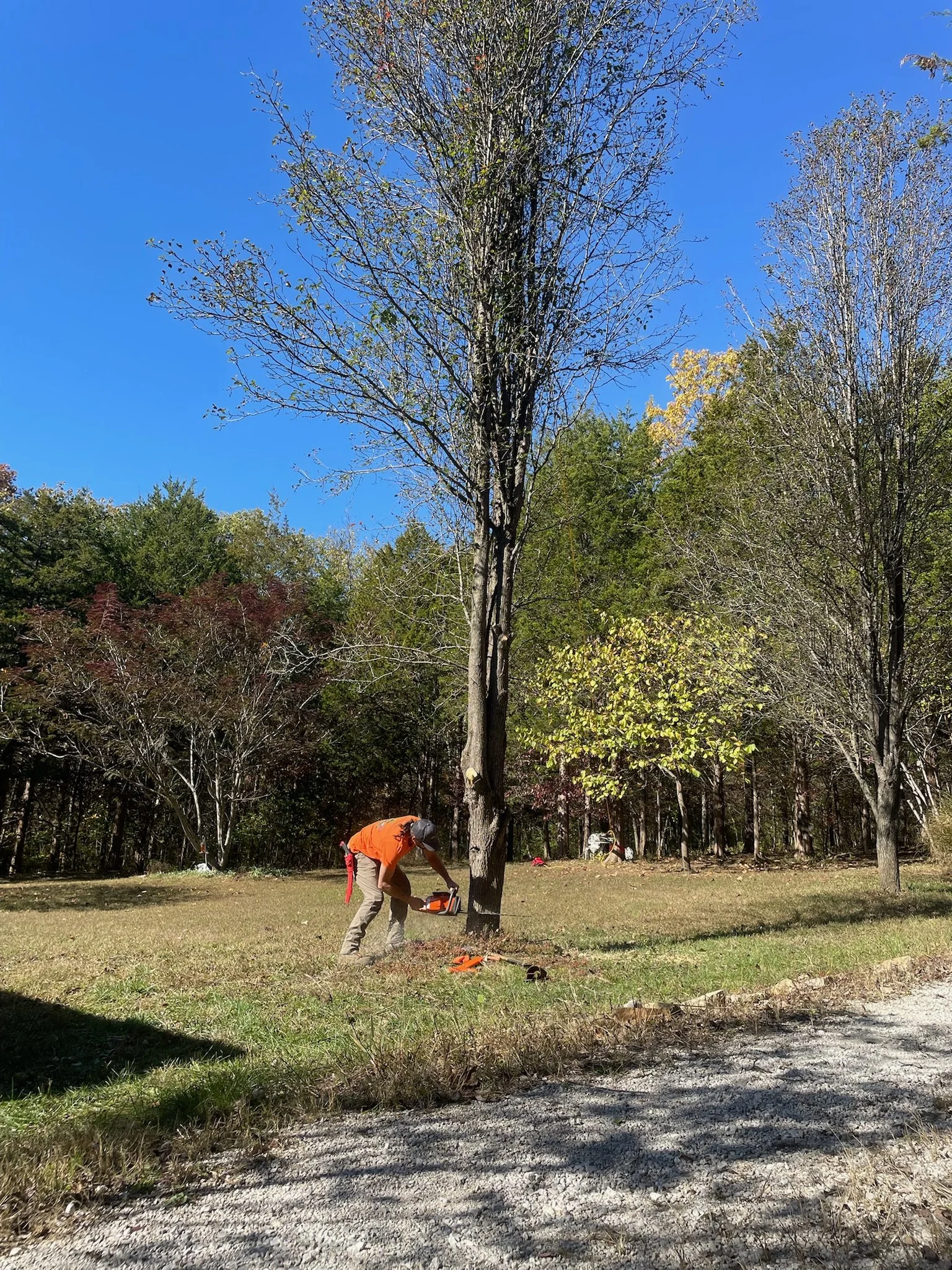 Cleveland Select Pear Tree Removal