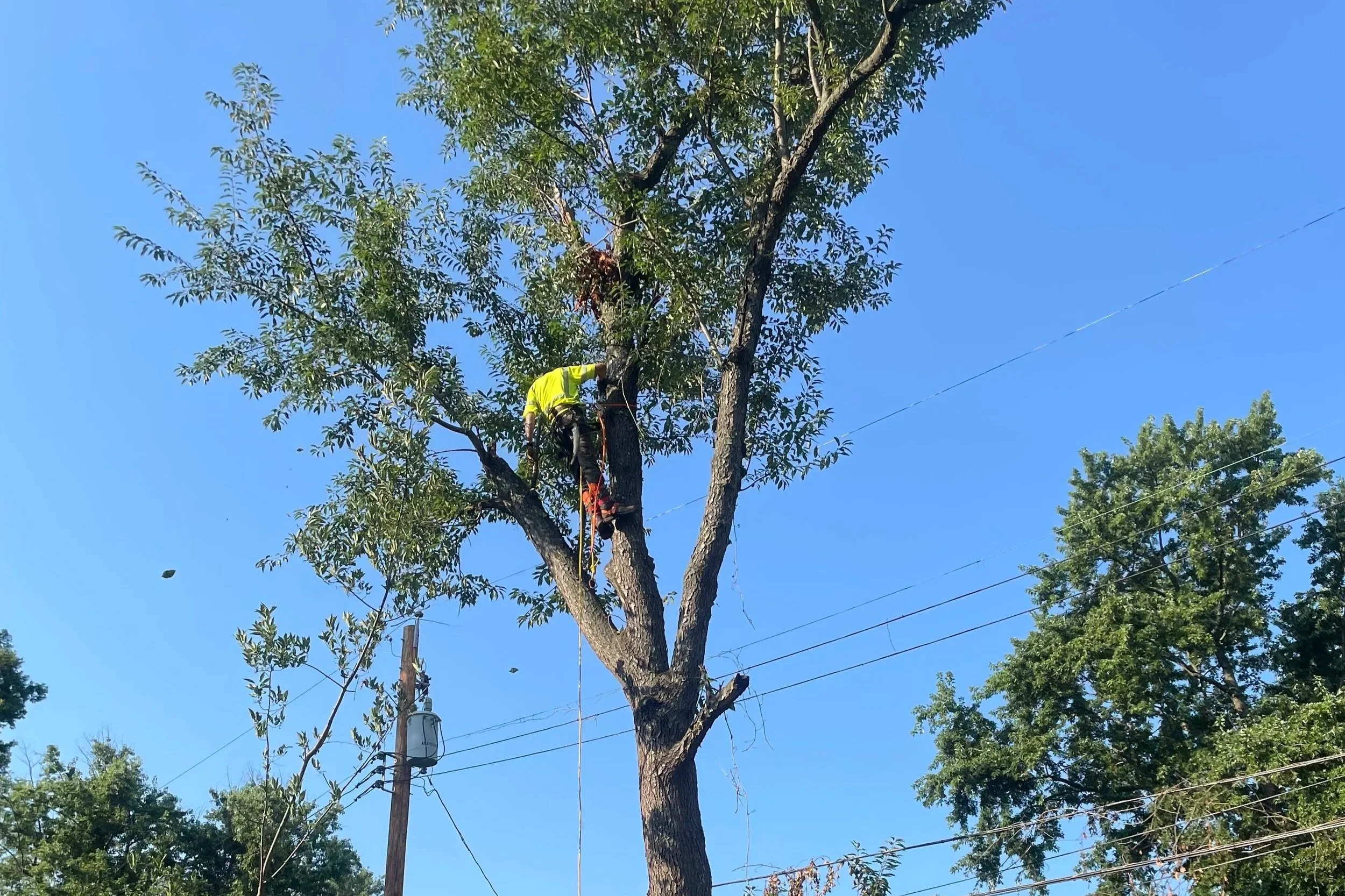 A person in a yellow shirt pruning a tall tree with a chainsaw, with power lines and electrical transformer nearby, against a clear blue sky.