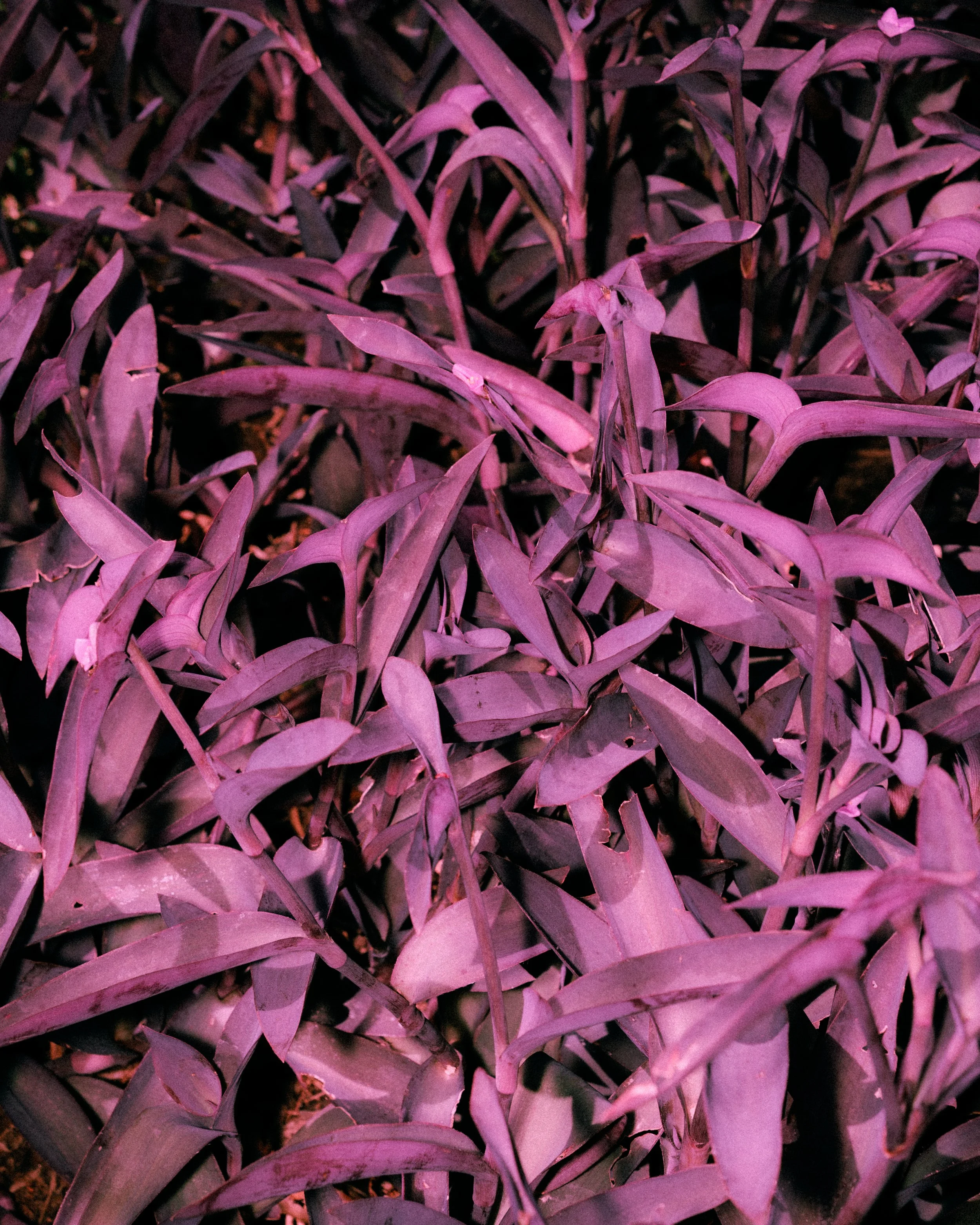 Close-up of dense purple basil plants with elongated leaves illuminated by pink-purple light.