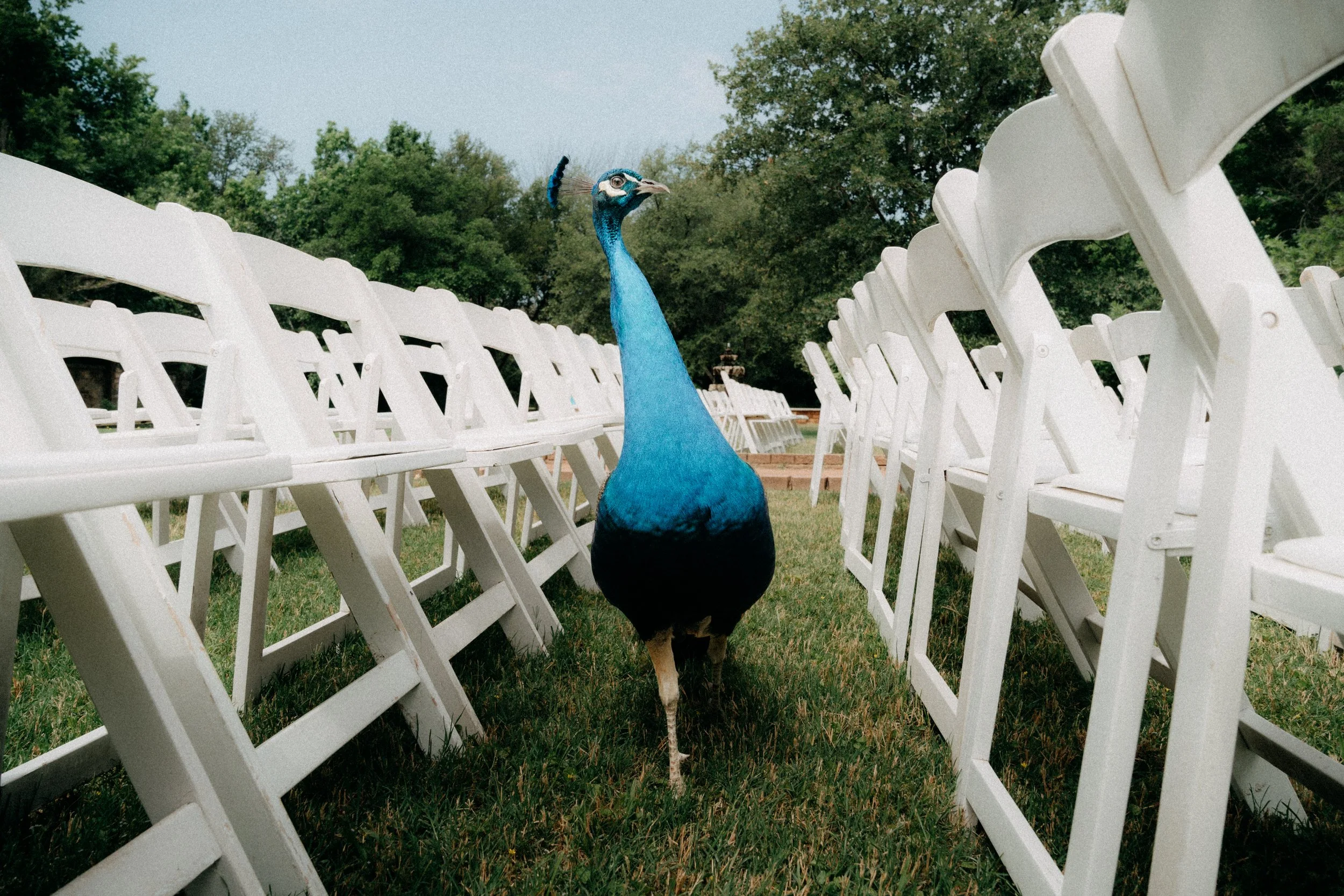 OlmsteadWedding_FilmEdit-60.jpg