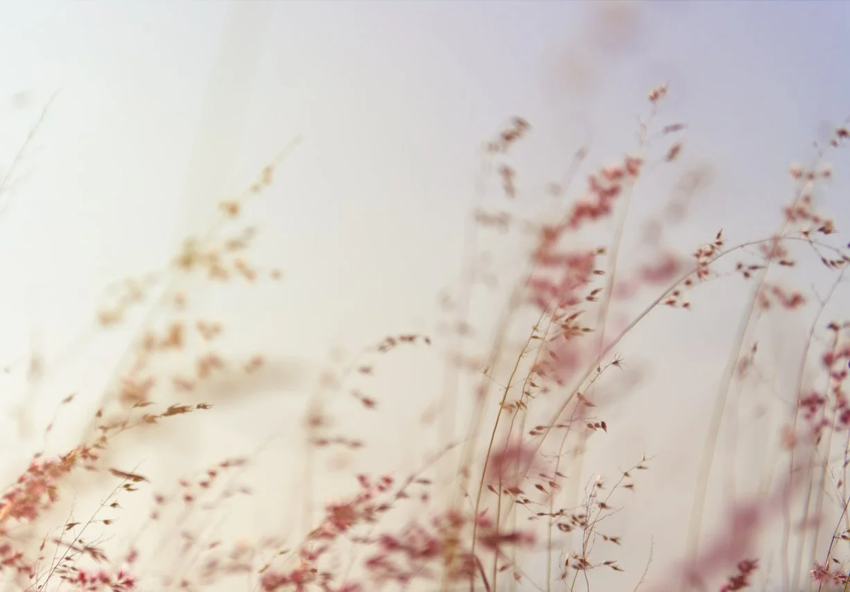 Close-up of soft pink and red wildflowers on thin stems against a blurred pastel background.