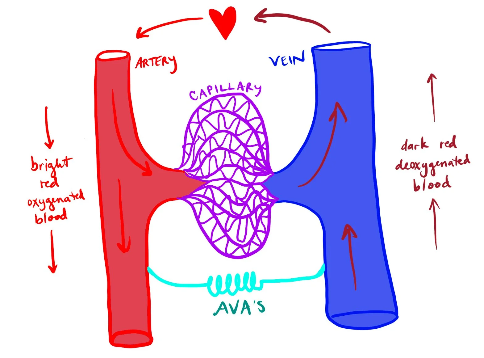 Blood Flow Classic Diagram
