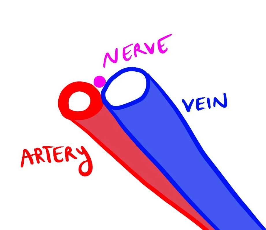 Nerve Bundle (Basic)