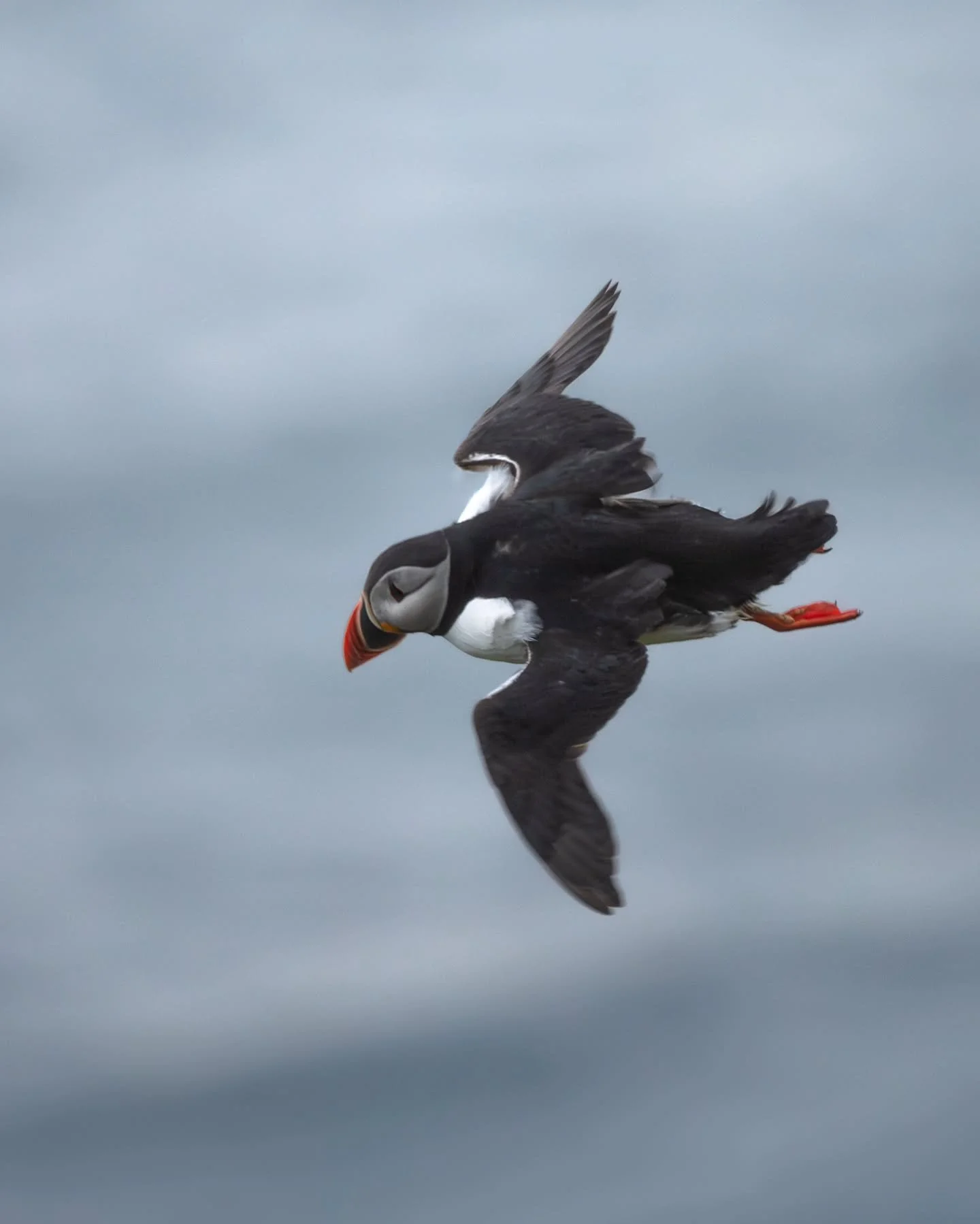 Puffin incoming 🙌
.
.
.
#puffinsofinstagram #lundefugl #runde #puffin #nikonshooter #nikon #z6 #sigma #sigma150600 #wildlife_captures #wildlifephotography #birdlife #birdfreaks_ #fuglefotografering #nikoncreators #norwegian_photographers #landscape_