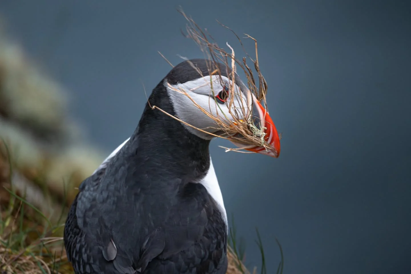 Can't have fish for dinner every day. Grass on the menu today!
www.larsculven.com 
.
.
.
#puffin #puffinisland #dinner #puffinsofinstagram #runde #lundeura #lundefugl #sunnm&oslash;re #nikon #nikonshooter #sigma #natgeoyourshot #nomadict #fstoppers #