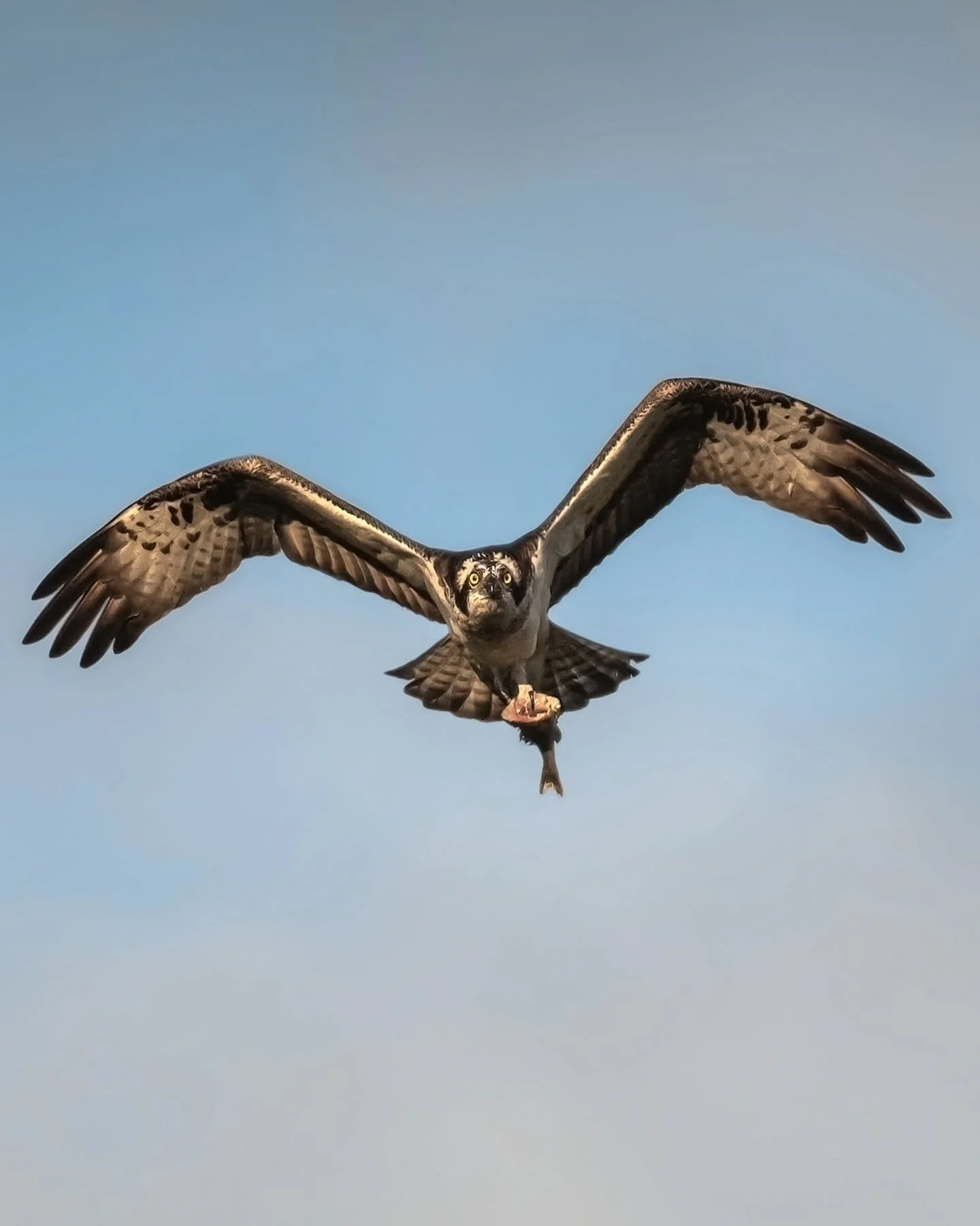 Catching some fish for dinner 🐟
www.larsculven.com 
.
.
.
#osprey #eagle #fiske&oslash;rn #wildlife_captures #nikon #birdlife #birdfreaks #ospreysofinstagram #hunting #norwegian_photographers #nikonshooter #wildlifephotography #naturfoto #nikonz6 #s