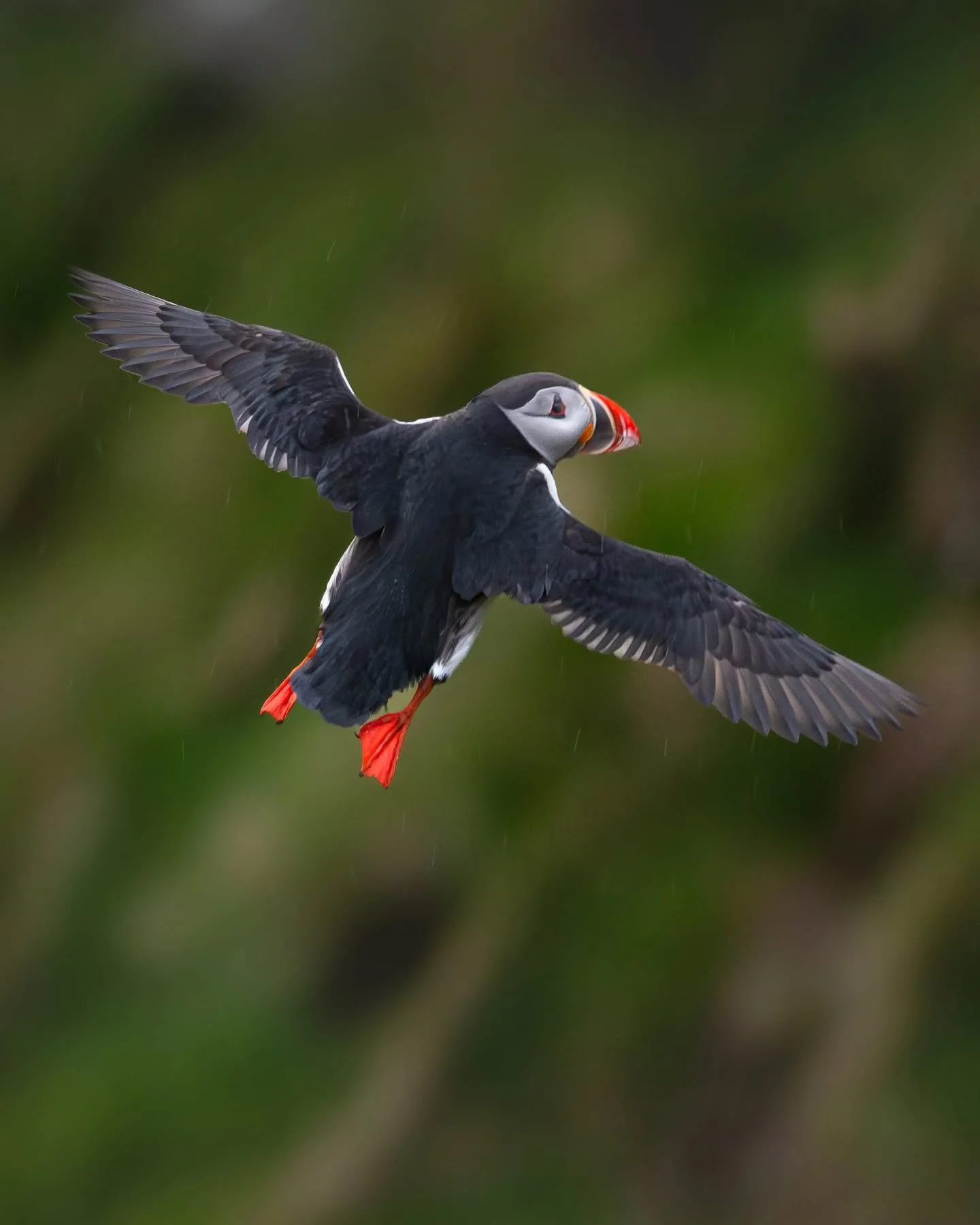 Atlantic puffin 🙌
.
.
.
#atlanticpuffin #lundefugl #runde #lundeura #birdlife #nikon #nikonshooter #sigma #z6 #birding #wildlife_captures #natgeoyourshot #wildlifephotography #nomadict #fstoppers #naturonly #naturfoto #nikoncreators #birdlovers #bir
