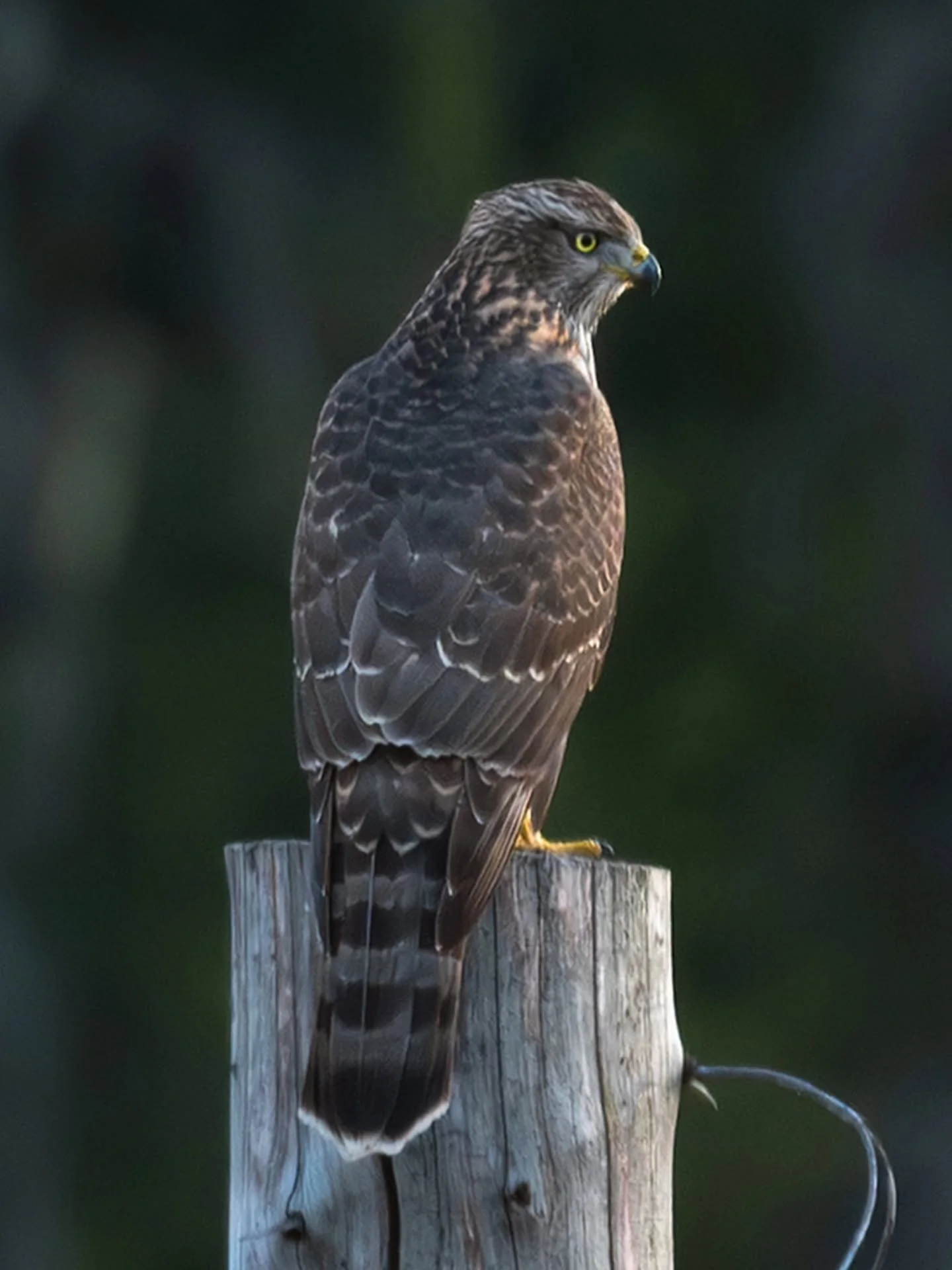 H&oslash;nsehauk - Goshawk 🙌
www.larsculven.com 
.
.
.
#h&oslash;nsehauk #goshawk #wildlifephotography #wildlife #nikon #&aring;stdalen #ringsaker #norway #wildlife_captures #nikonshooter #nikon #ig_epicnature #naturonly #sigma150600sports #sigma #b