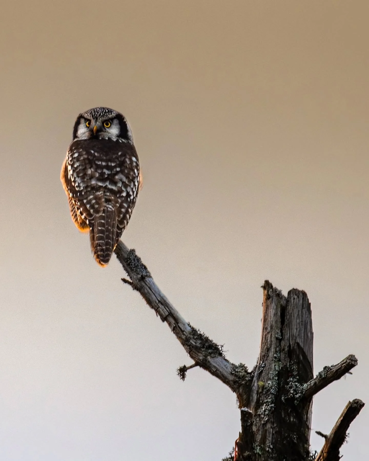 Northern hawk-owl (haukugle) 
Front to back 🔄
.
.
.
#northernhawkowl #haukugle #owl #ugle #wildlife_captures #birdfreaks #birdlife #wildlifephotography #ringsakerfjellet #ringsaker #naturonly #naturephotography #fstoppers #nomadict #sigma #nikon #ni