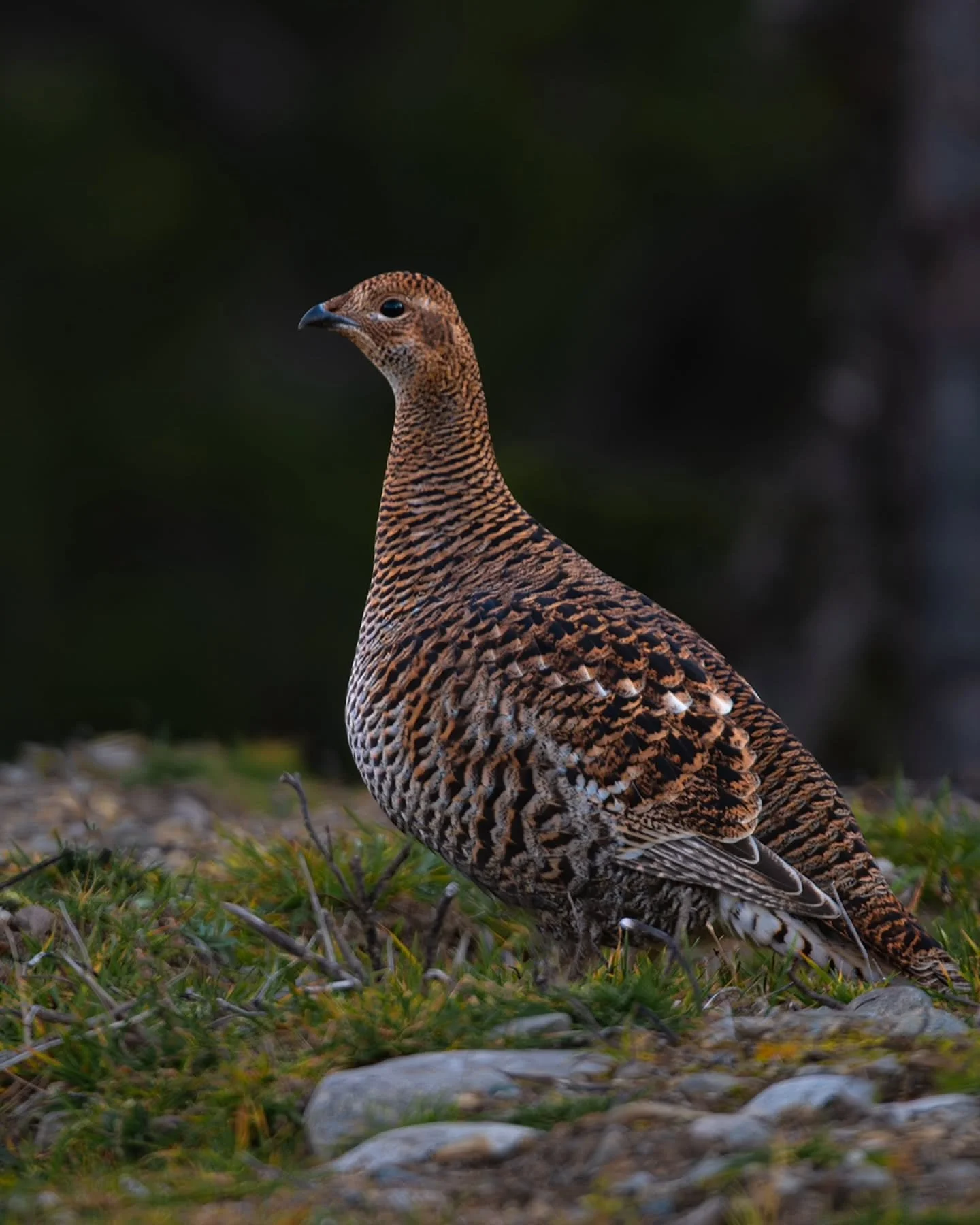 Stillheten i fjellet 🙌
Tilgjengelig som print p&aring; www.larsculven.com 
#Orrh&oslash;ne (Lyrurus tetrix)