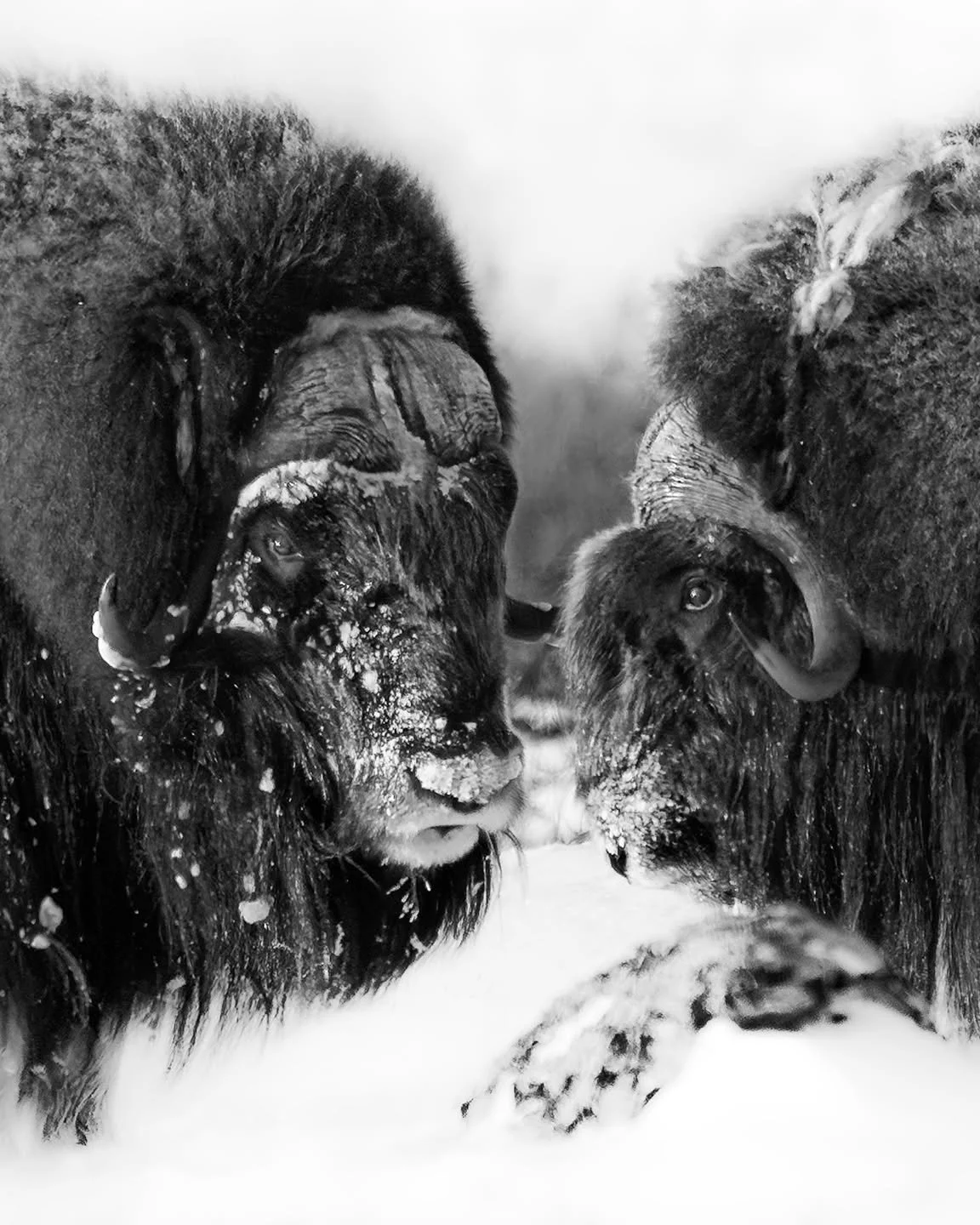 If looks could kill 🙌
.
.
.
#muskox #wildlife #iflookscouldkill #primal