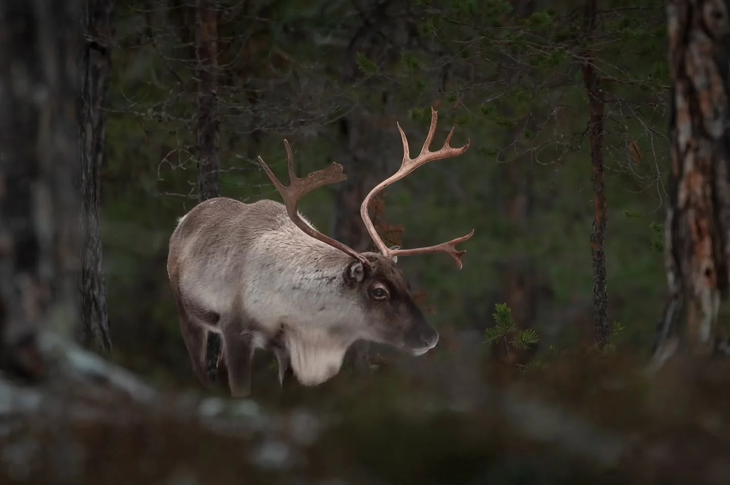 Reindeer in the forest 🦌
www.larsculven.com 
.
.
.
#reindeer #rudolph #forest #nikon #sigma #wildlife_captures #wildnorth #norway #nikonshooter #wildlifephotography #naturonly #naturelovers #nomadict #fstoppers #norwegian_photographers #innlandet #n