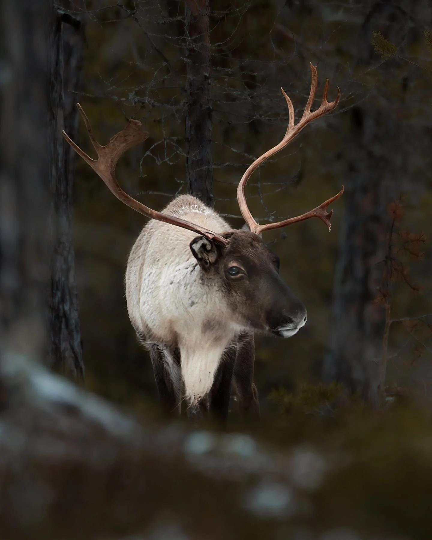 Blue eye 💎
.
.
.
#reindeerspirit #reindeer #nomadict #fstoppers #nikon #wildnorth #wildlifephoto #norwegian_photographers #ig_naturelovers #nikonshooter #sigma150600sports #reinsdyr #blueeyes #captureperfection #woodland_and_water #naturonly #nikonc