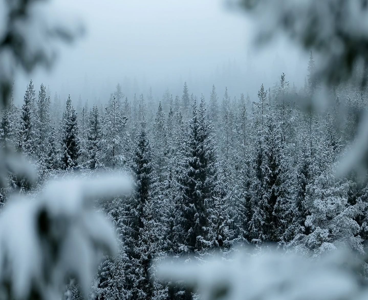 Layers of winter ❄️
.
.
.
#winterwonderland #mountainstories #snow #winter #norway #norwegian_photographers #landscapeofnorway #nikon #sigma #nikonshooter #layers #norge #norsknatur #outdoorlife #rawnorway #nomadict #fstoppers #nikoncreators