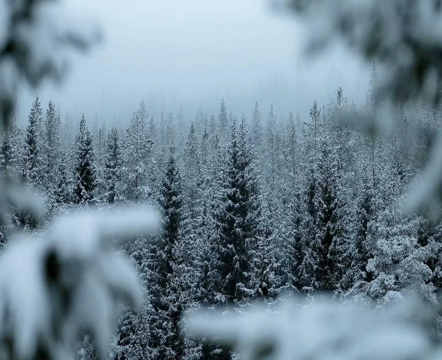 Layers of winter ❄️
.
.
.
#winterwonderland #mountainstories #snow #winter #norway #norwegian_photographers #landscapeofnorway #nikon #sigma #nikonshooter #layers #norge #norsknatur #outdoorlife #rawnorway #nomadict #fstoppers #nikoncreators
