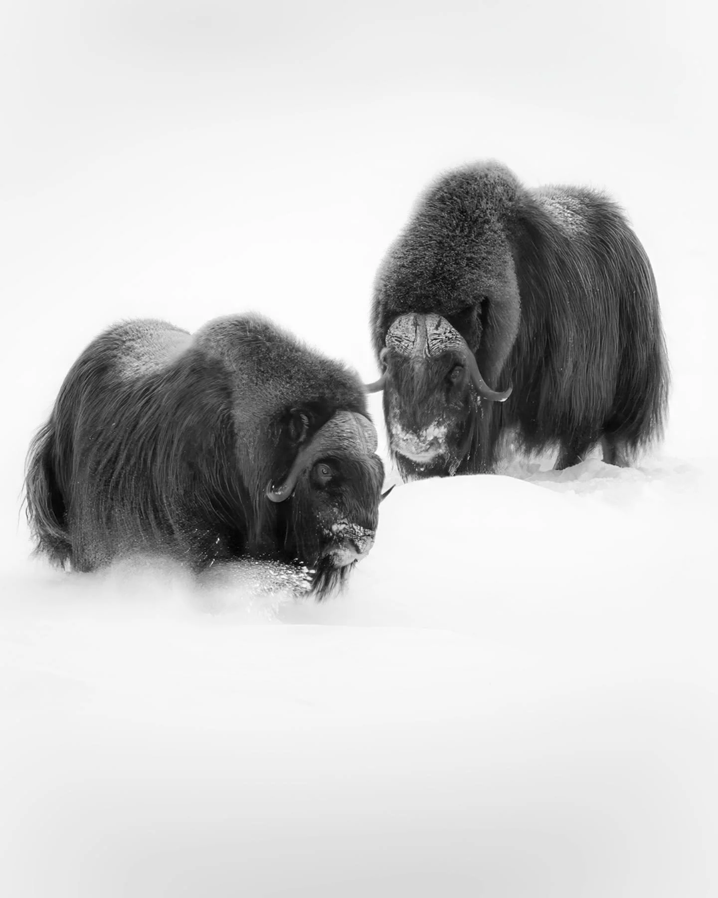 You can run, but you can't hide 
.
.
.
#dovrefjell #muskox #moskus #dovre #tildovrefaller #wildlife #wildlife_captures #nikonshooter #nikon #sigma #sigmaphotography #nordicwildlife #norway #captureperfection #nomadict #capture_the_moment #mountainsto