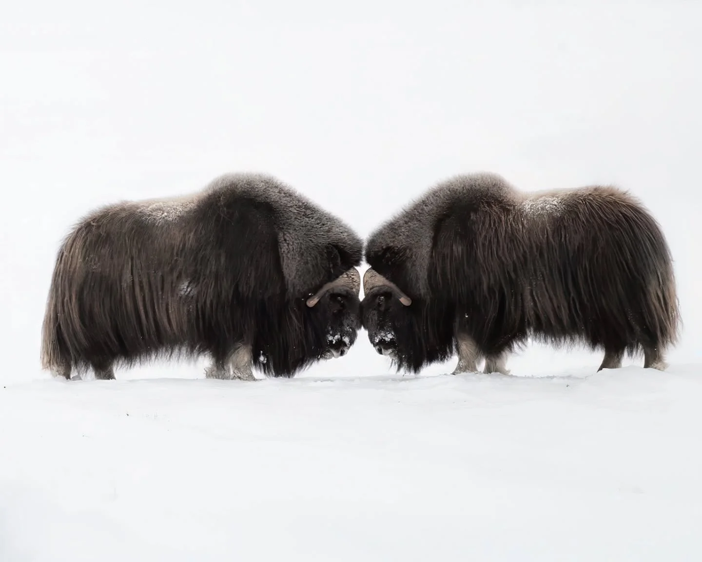 Muskox staredown 👊💪 www.larsculven.com 
Swipe for closeup.
.
.
.
#moskusokse #moskus #staredown #readytofight #dovrefjell #dovre #wildlife_captures #naturfoto #hyttekos #hytteinspirasjon #veggbilder #nikon #nikonshooter #nikoncreators #sigma #norsk