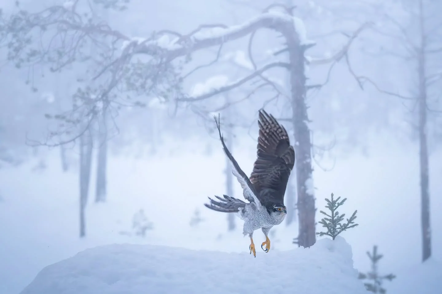 Moody day for this Goshawk 🙌
.
.
.
#goshawk #h&oslash;nsehauk #wildlife #norwegianwildlife #ringsaker