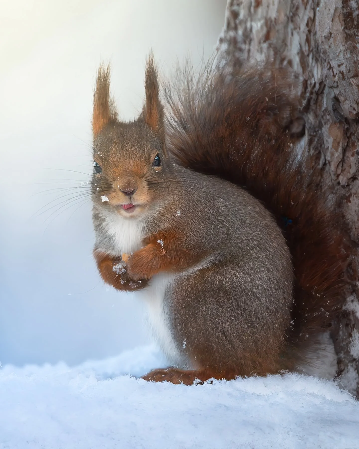 Caught with a mouth full

Winter days, quiet moments - and a little snack break ❄️🐿️
Caught this curious red squirrel right in the middle of its meal, snowflakes still clinging to its fur.
Small details, big personality.
📍 Norway
📷 Nikon Z
🖼️ Pri