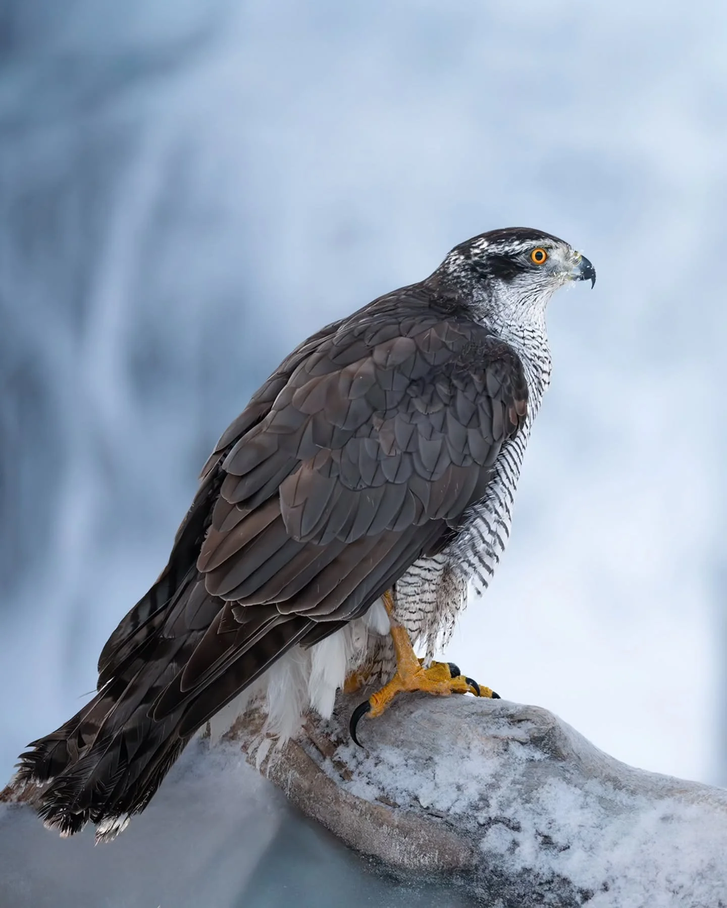 Silent hunter 🙌
.
.
.
#h&oslash;nsehauk #hawk #wildlife