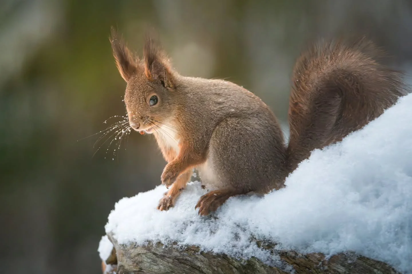 Hey there little fella 🐿
.
.
.
#squirrel #ekorn #wildlifeonearth #nordicwildlife #squirrelsofinstagram