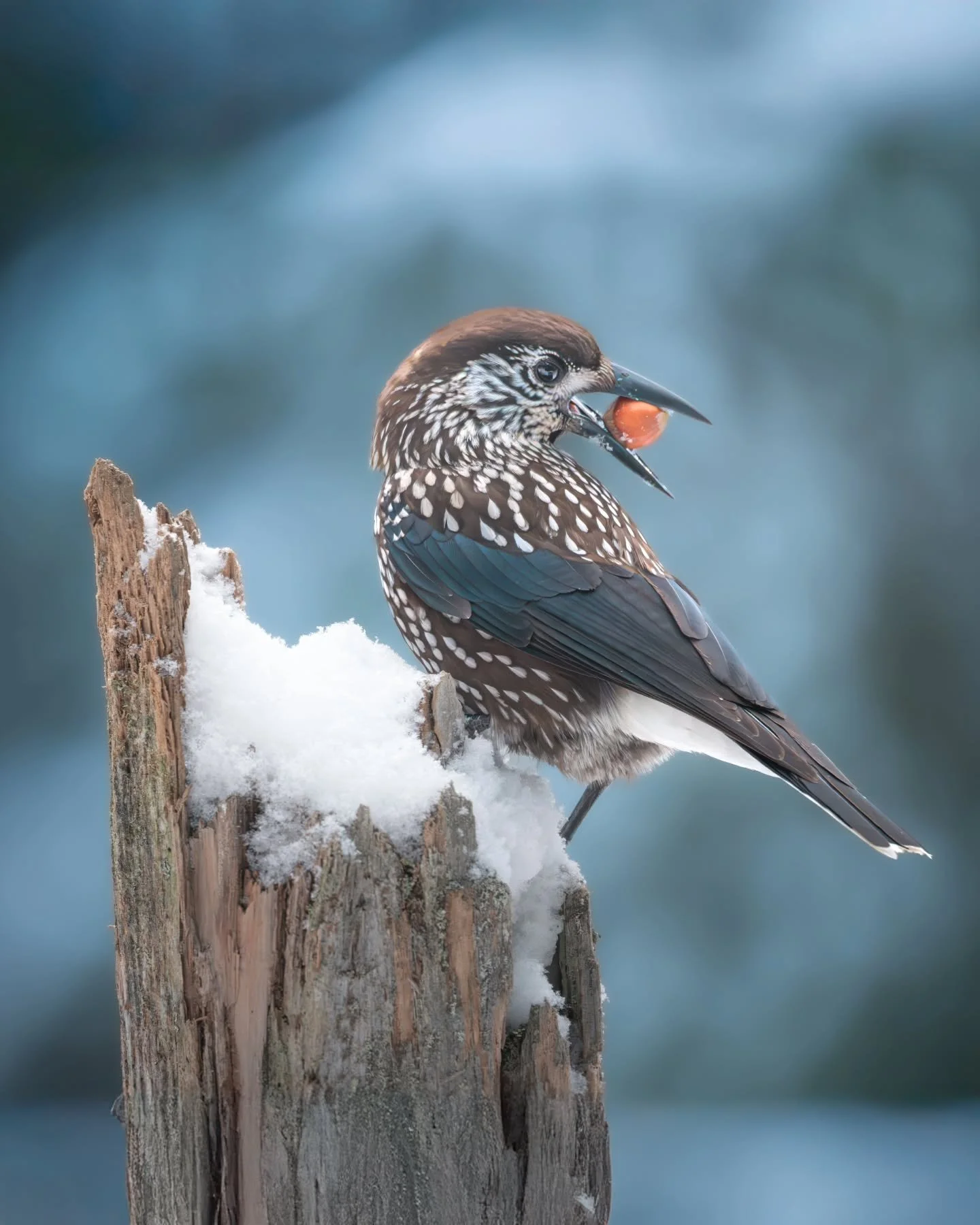 Northern nutcracker/N&oslash;ttekr&aring;ke posing for the camera 🙌
🔗www.larsculven.com 🔗
.
.
.
#nikon #nikonshooter #nikonambassador #sigma #sigmaphotography