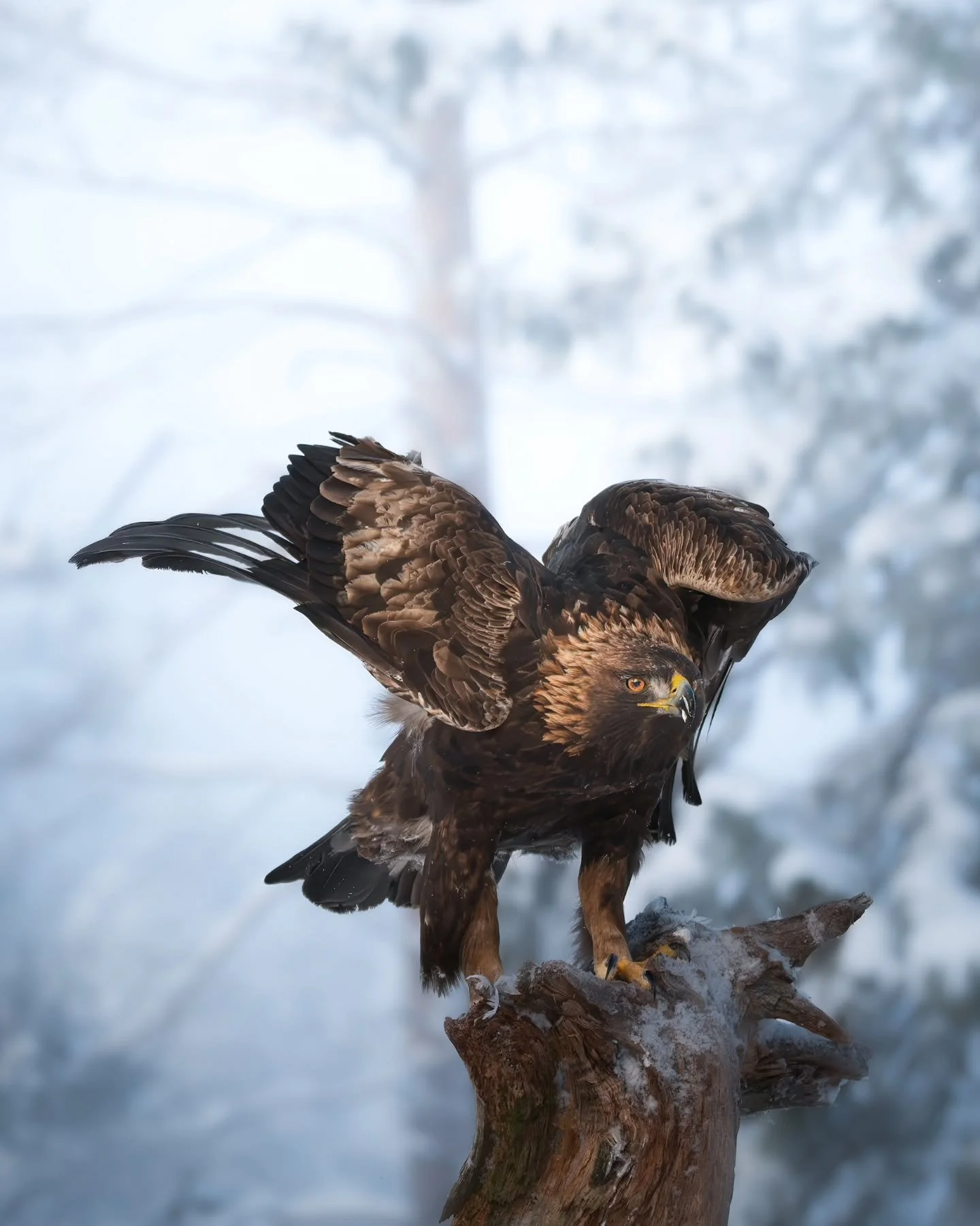 Eyes of the north 🦅
A golden eagle claiming its throne in the winter forest - www.larsculven.com 
.
.
.
#goldeneagle #konge&oslash;rn #wildlifephotography