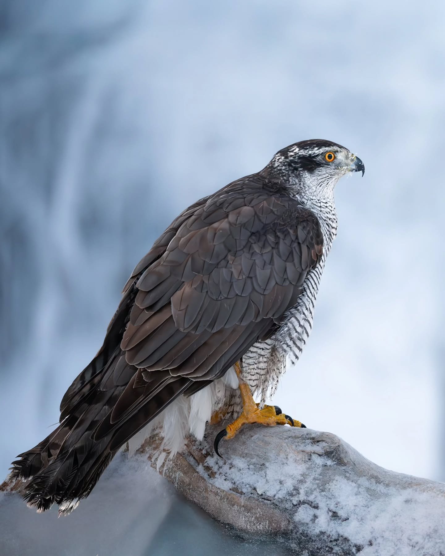 Silent hunter 🙌
.
.
.
#h&oslash;nsehauk #hawk #wildlife
