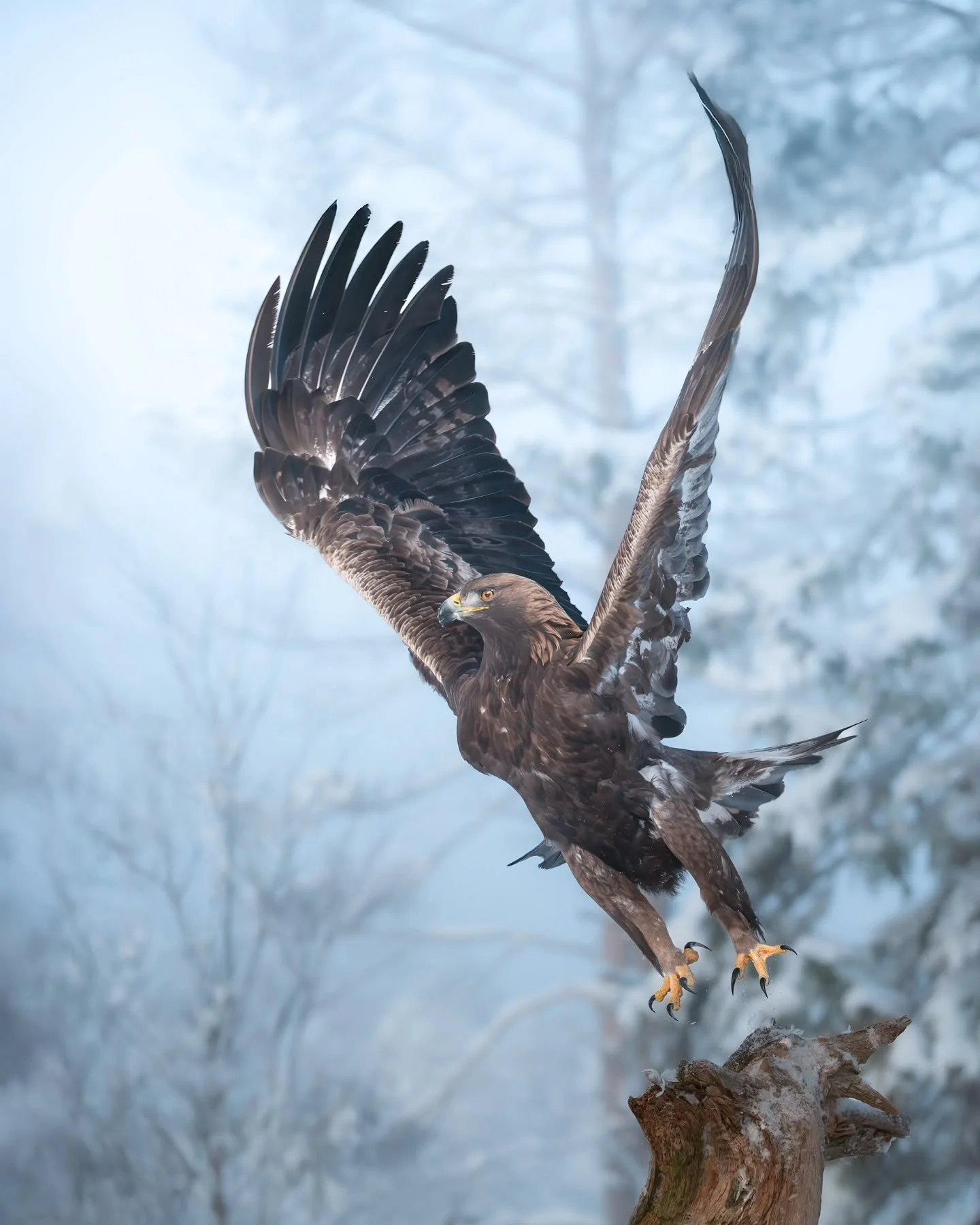 The hunter 🦅
A golden eagle moments before the strike 
.
.
.
#goldeneagle #konge&oslash;rn #birdsofprey #wildlifeofinstagram #epic_captures