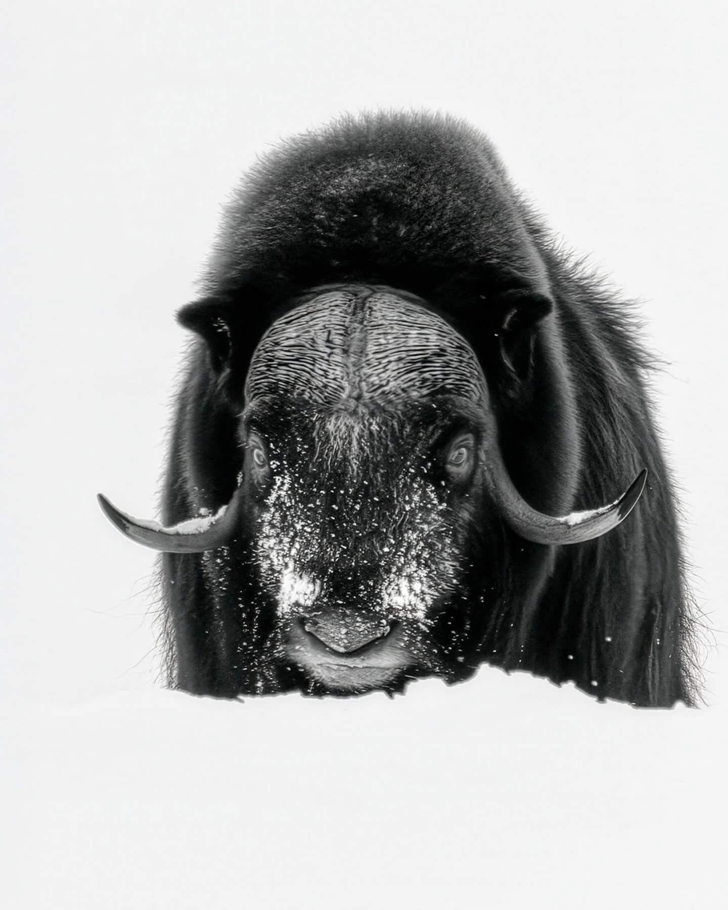 Arctic gaze 🙌
.
.
.
#wildlifephotography #naturephotography #muskox #arcticwildlife #wintermood #nordicnature #animalportrait #fineartphotography #moodygrams #minimalmood #naturelovers #scandinavianwildlife #coldbeauty #earthfocus #ourplanetdaily #n