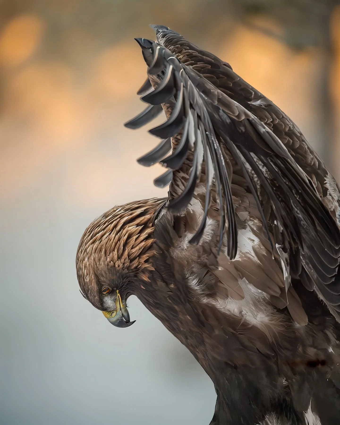 Touchdown 🦅
🔗www.larsculven.com🔗
.
.
.
#goldeneagle #konge&oslash;rn #birdsofprey #nordicwildlife #predator