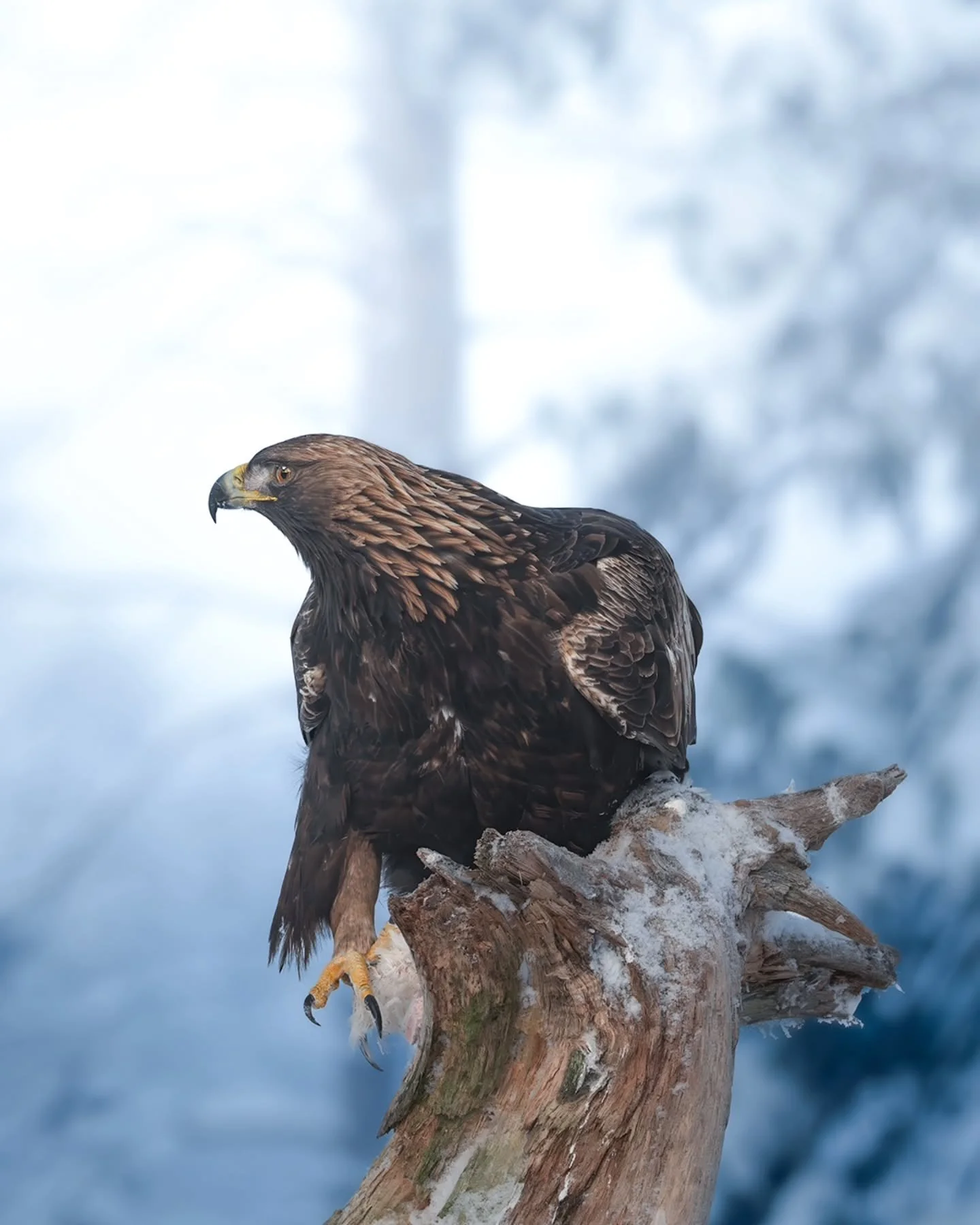 Can&rsquo;t Be Touched 🦅
A moment of absolute focus.

www.larsculven.com 

#nikon #sigma #nomadict #nikonnordic #sigmaphotography