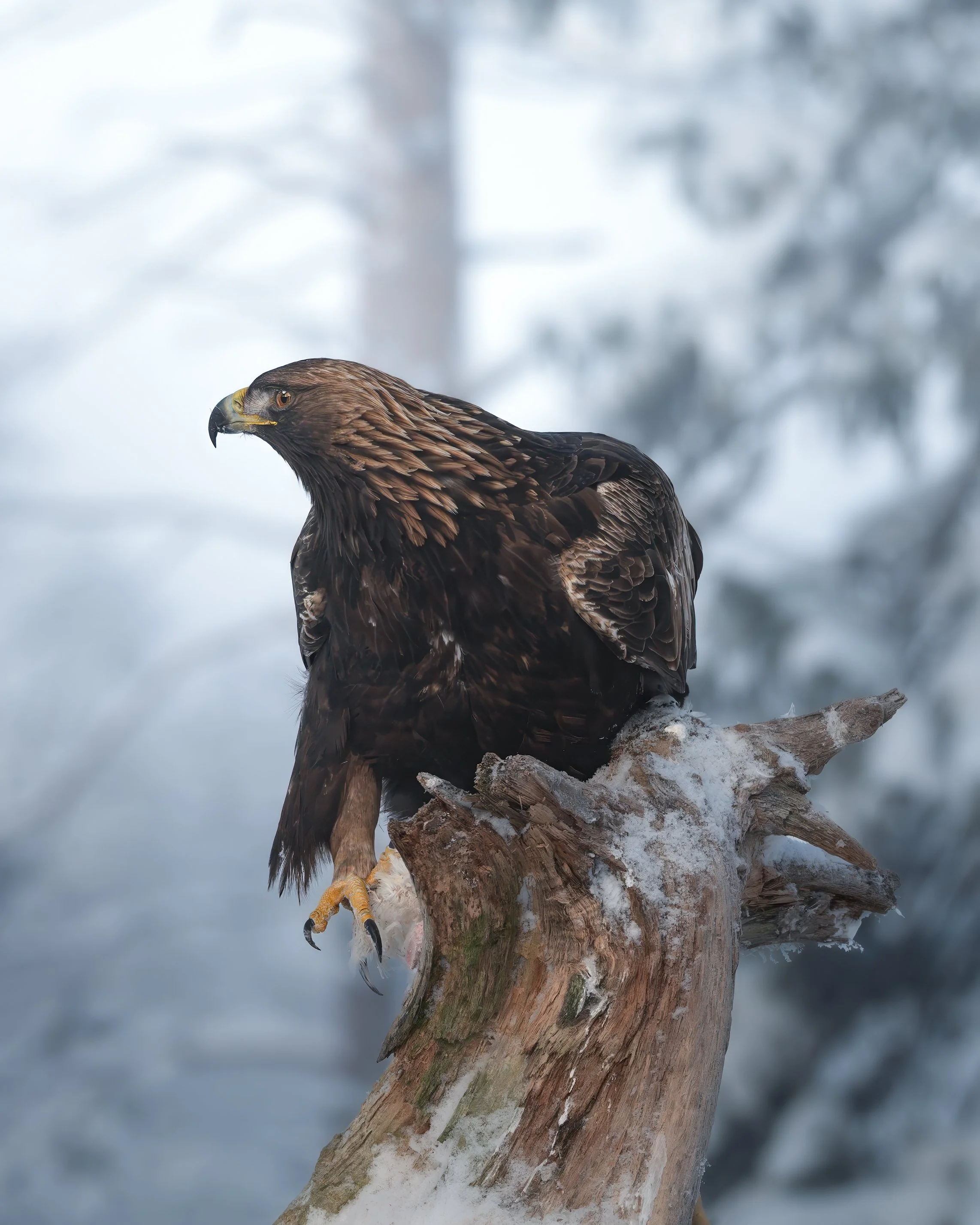 Kongeørn i vinterlandskap
