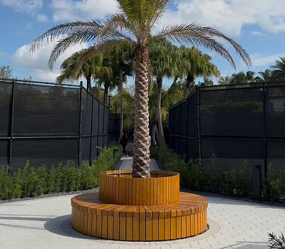 A circular wooden bench surrounding a tall palm tree in an outdoor area with black privacy fences and green plants, under a cloudy sky.