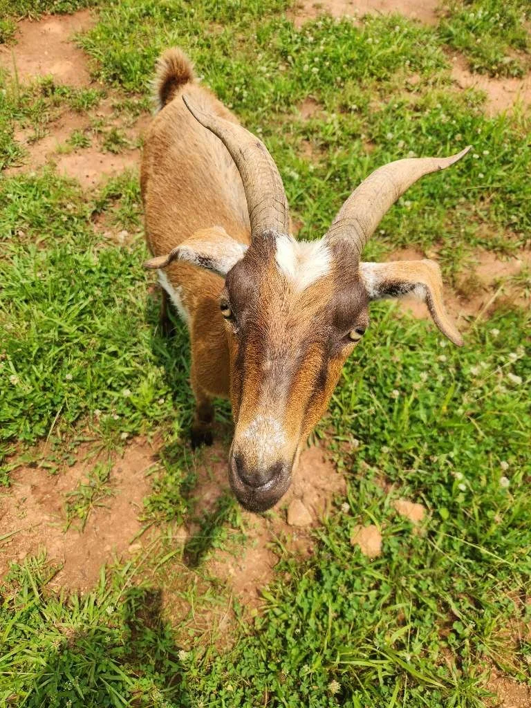 🐴 Stable Care While You Travel: Professional Farm Animal Sitting in GA