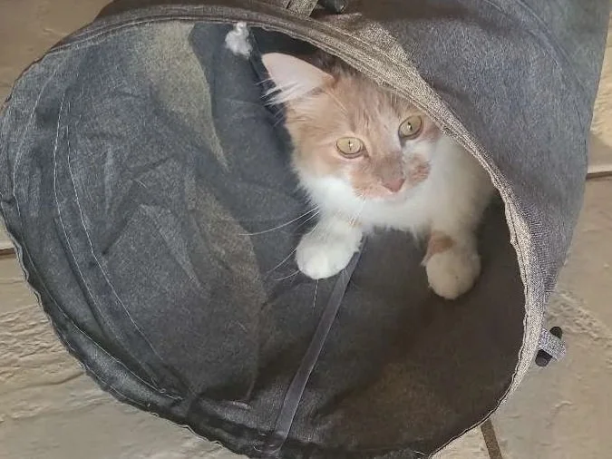 Mystic Paws playing with cat in tunnel while cat sitting in Newton County, GA