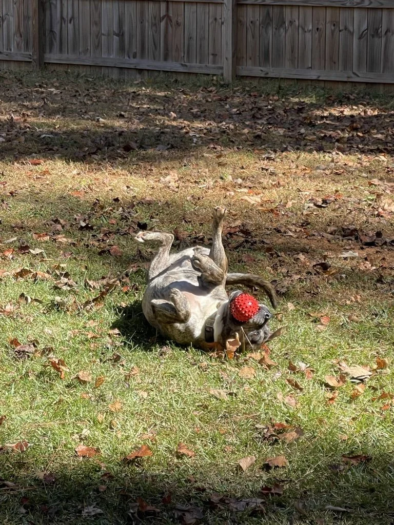 Mystic Paws dog client rolling with a ball having fun during a drop-in visit in Newton County, GA